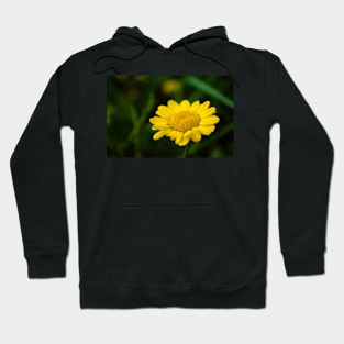 Yellow flower of dyer's camomile Hoodie